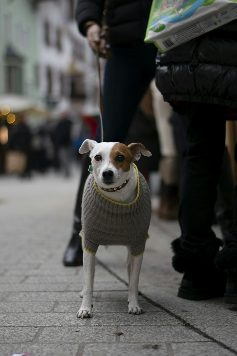 a small dog wearing a sweater on a leash