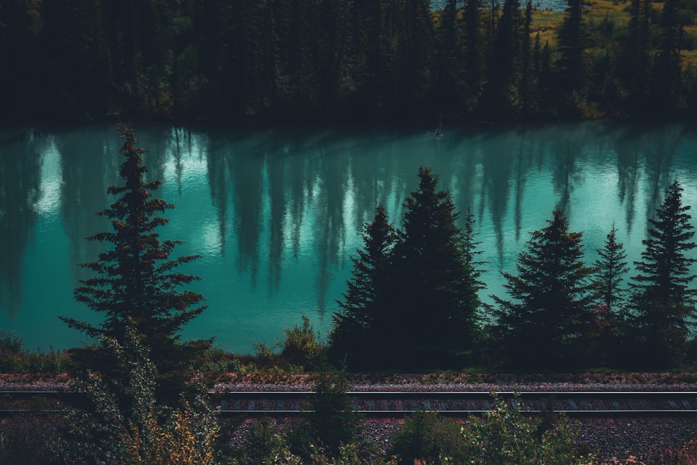 a train traveling past a forest filled with trees