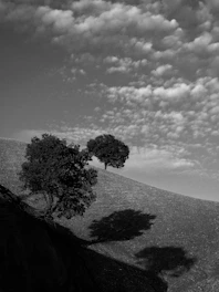 A monochrome photograph showing a single tree casting a long shadow on a smooth, empty landscape under soft natural light.