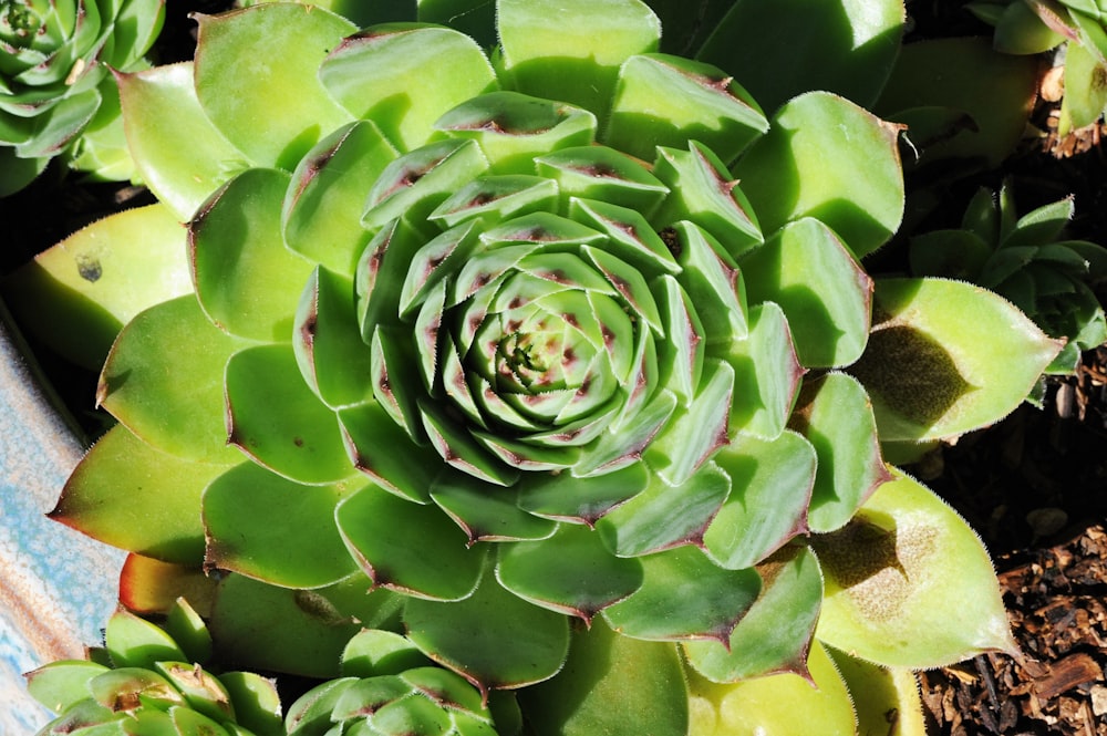 a close up of a green plant with leaves