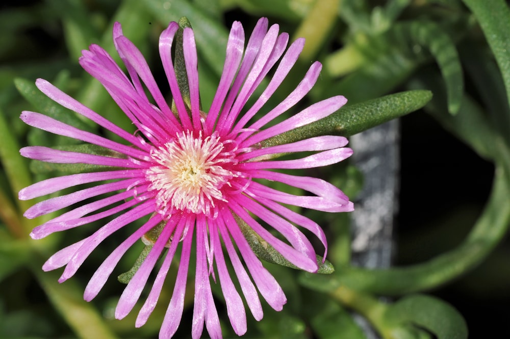 a close up of a pink flower with green leaves