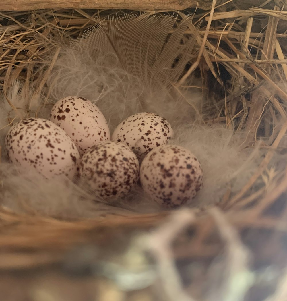 a bird nest with four eggs in it