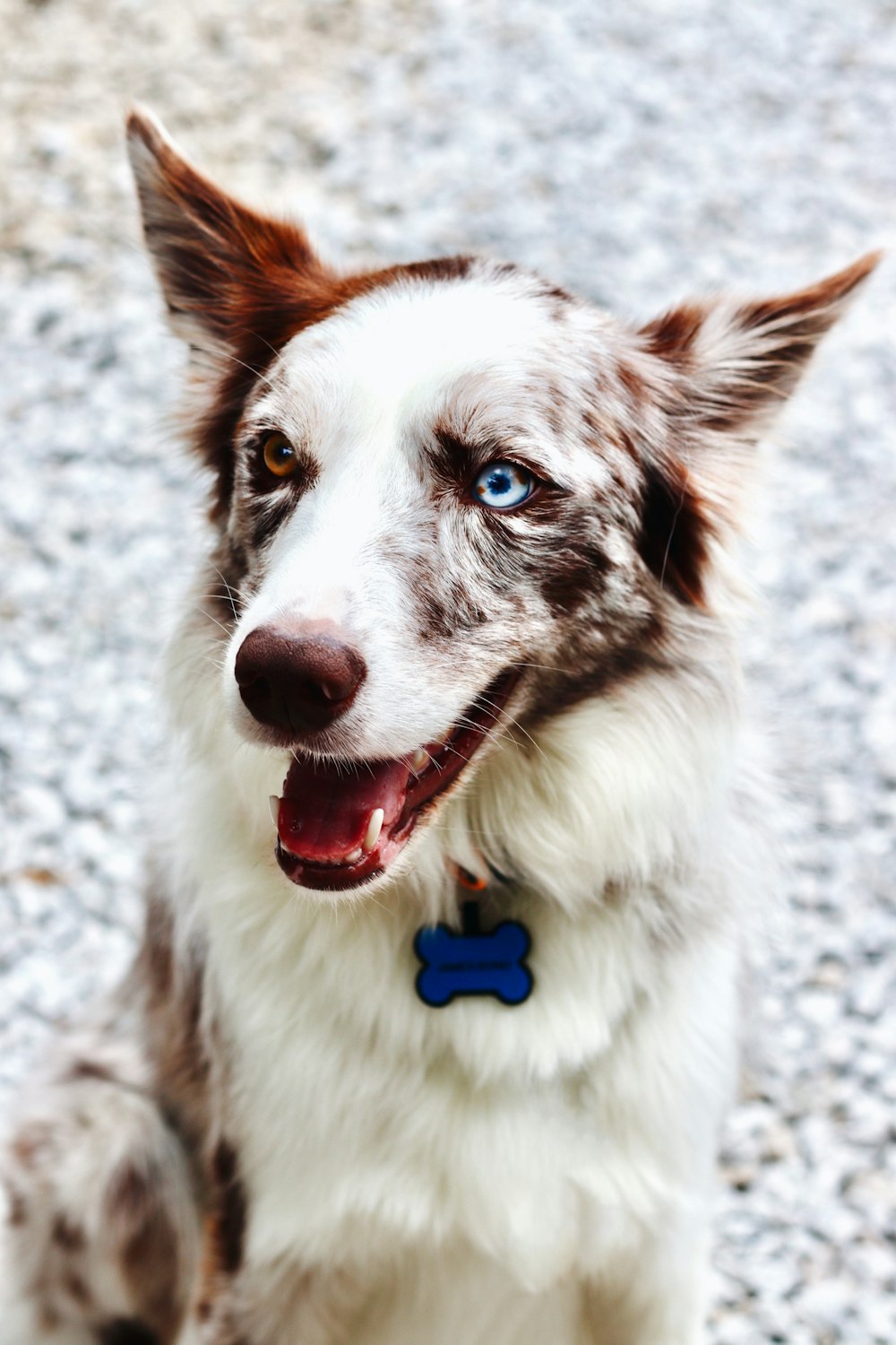 a close up of a dog with a blue collar