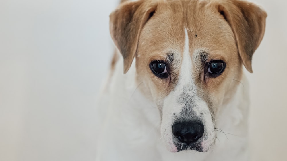 a brown and white dog with a sad look on its face