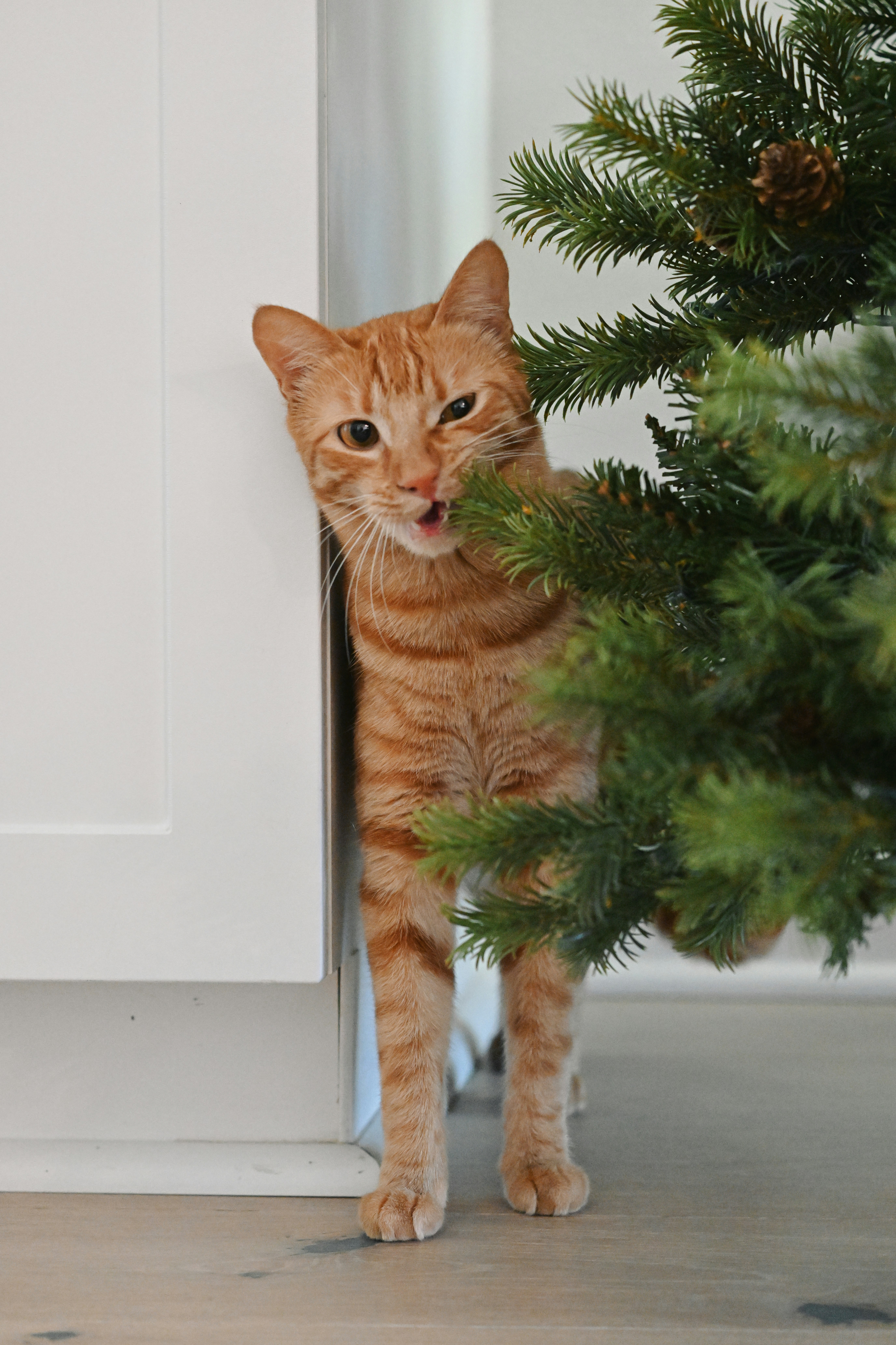 An orange cat standing next to a christmas tree photo Free Cat Image