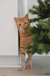 an orange cat standing next to a christmas tree