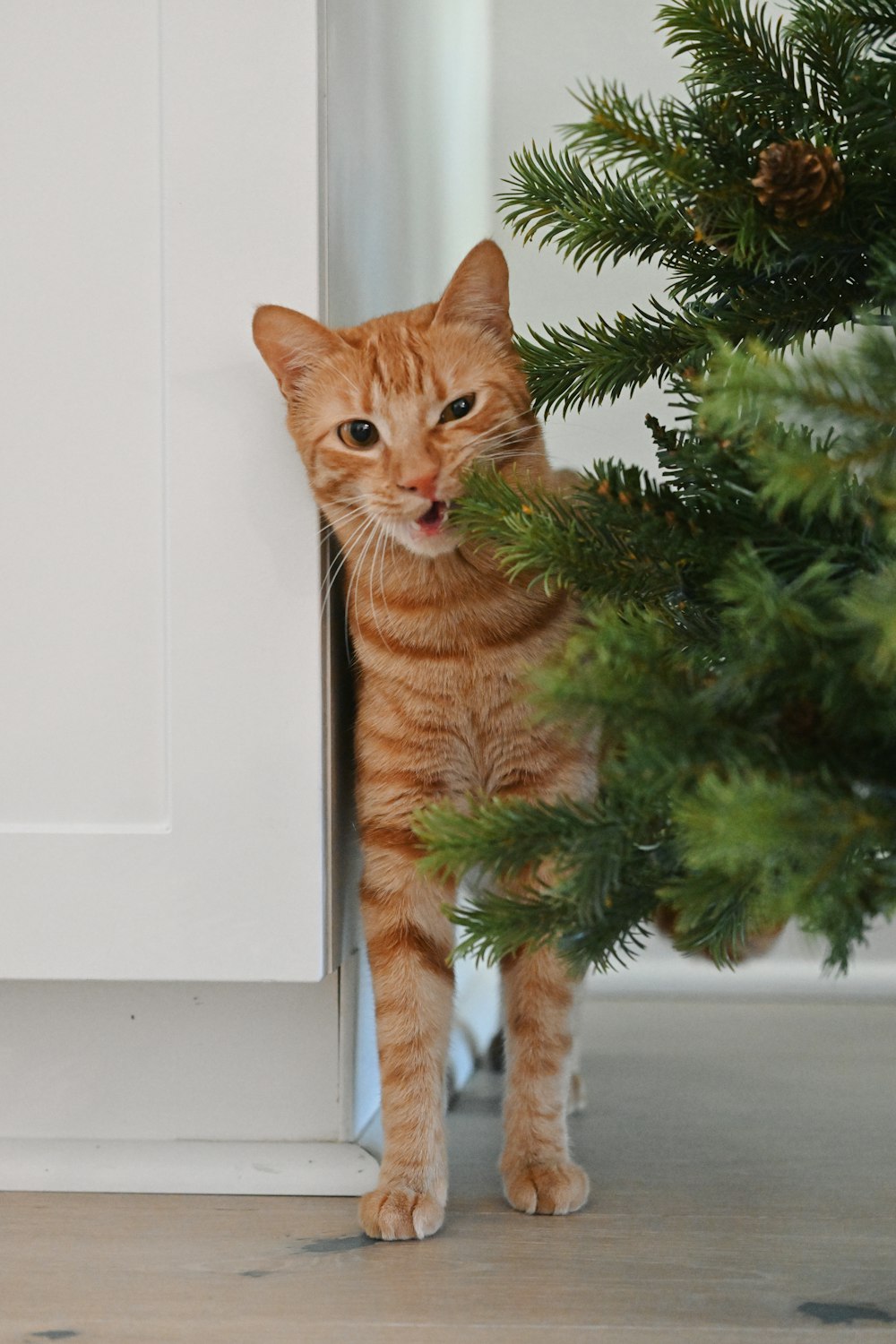 an orange cat standing next to a christmas tree