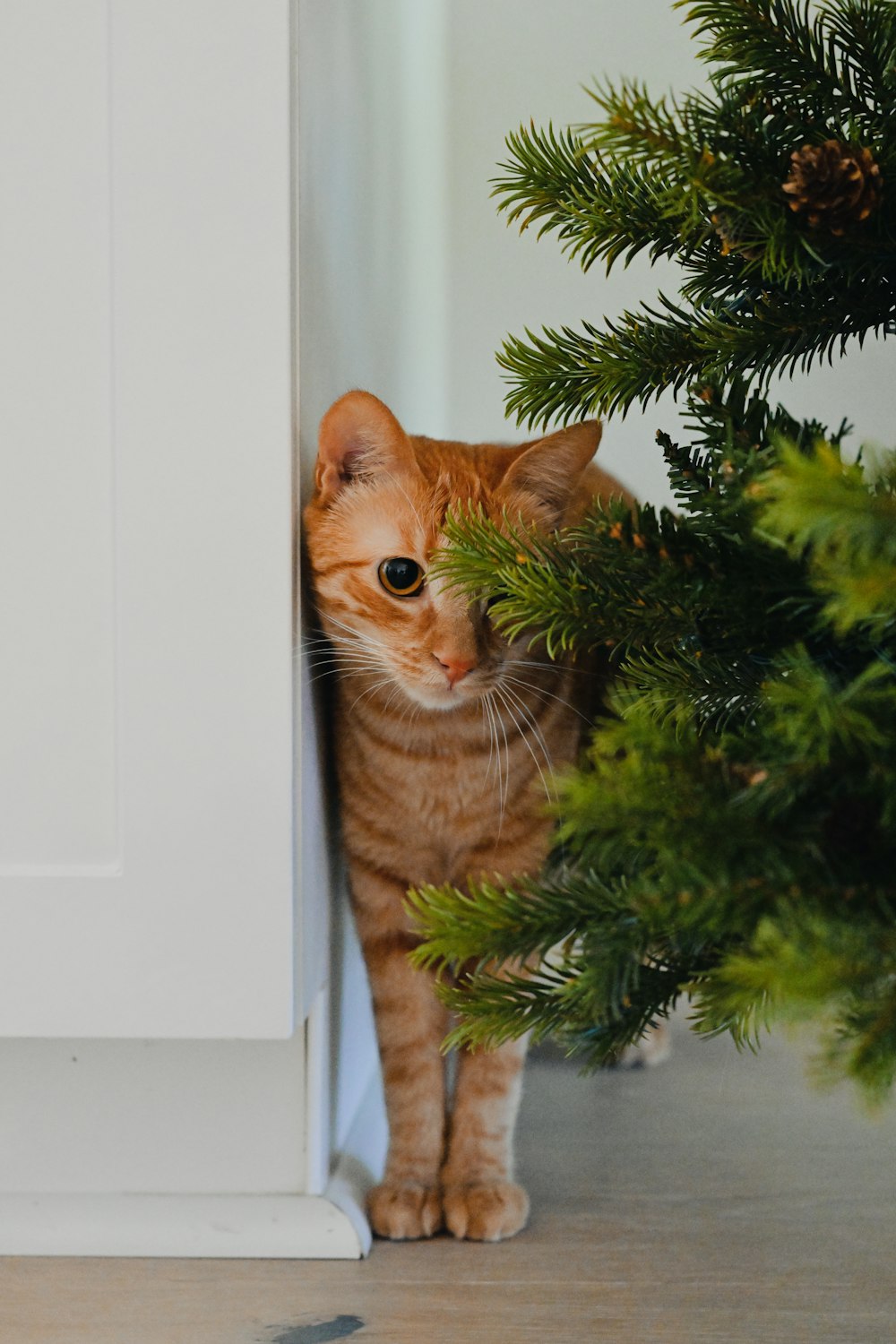 an orange cat peeking out from behind a christmas tree