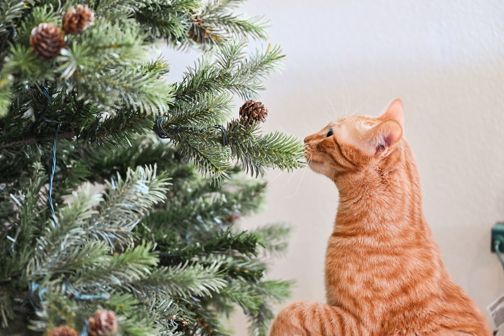 an orange cat sitting next to a christmas tree