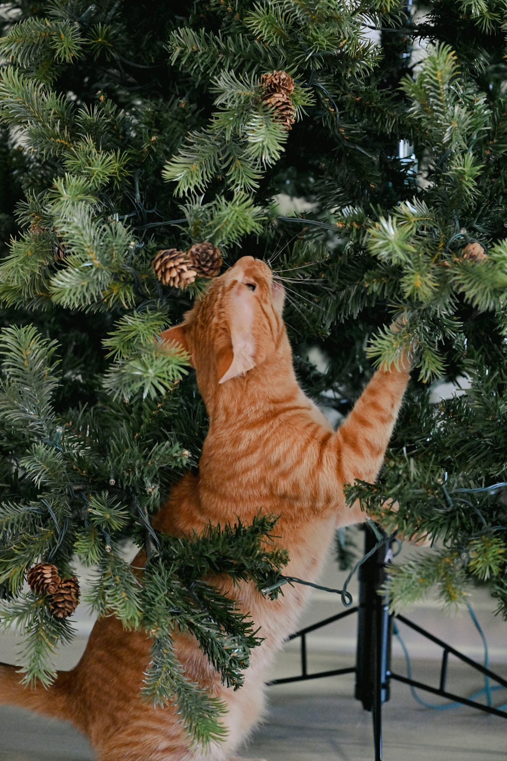 an orange cat reaching up to reach a pine cone on a tree