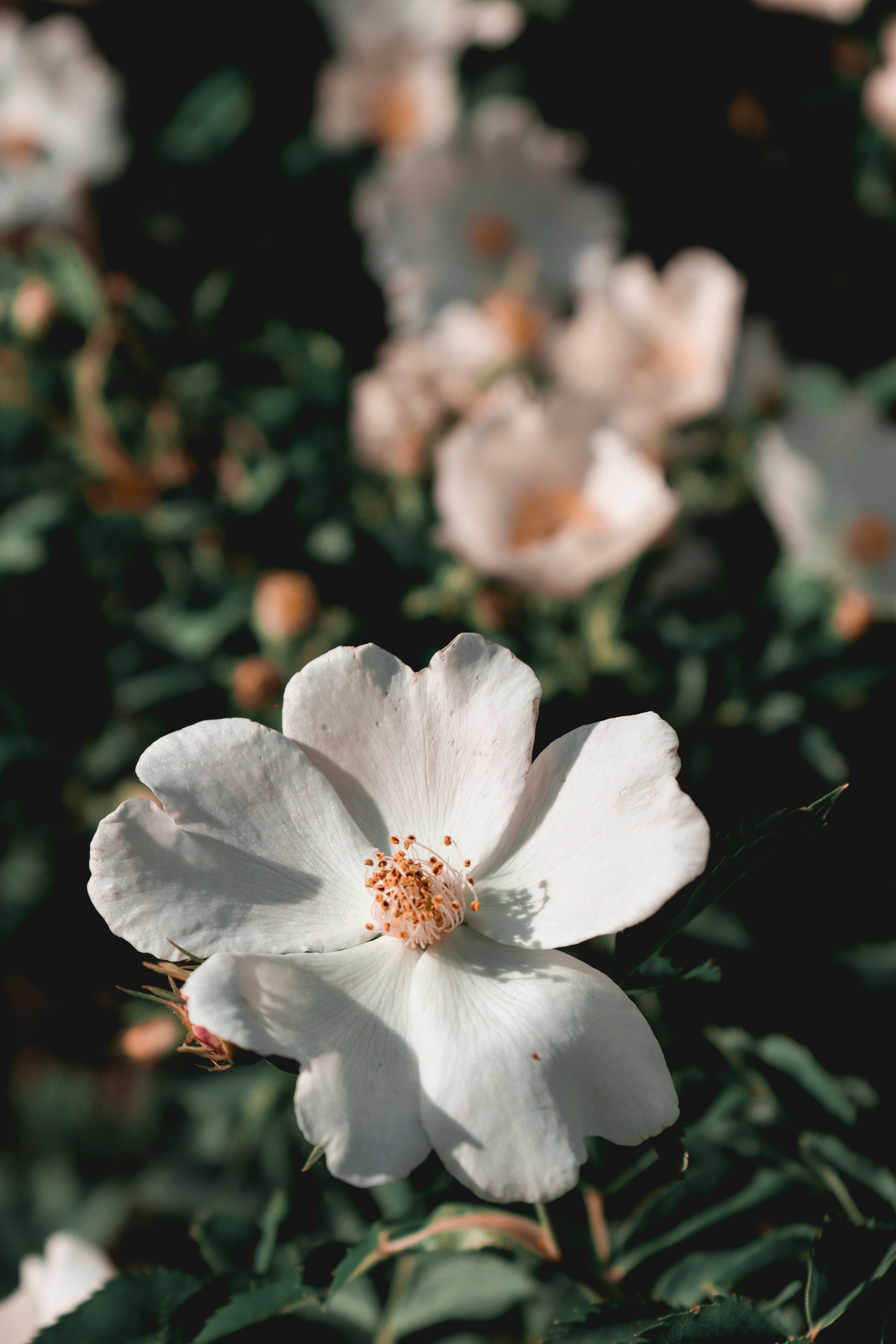 Photo by seydanuryuce