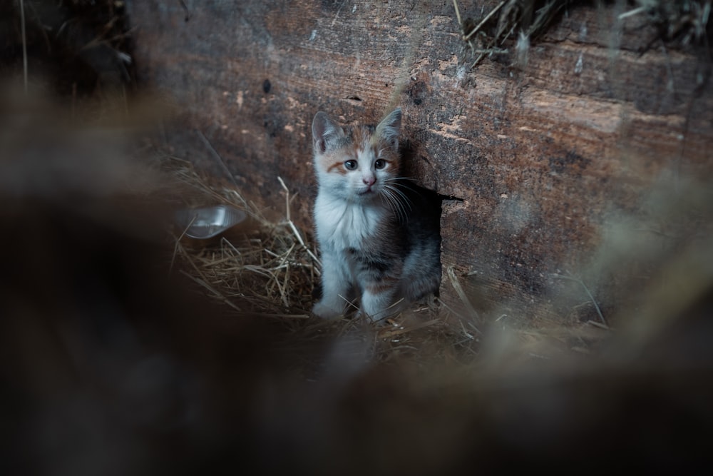 a small kitten standing next to a wooden wall