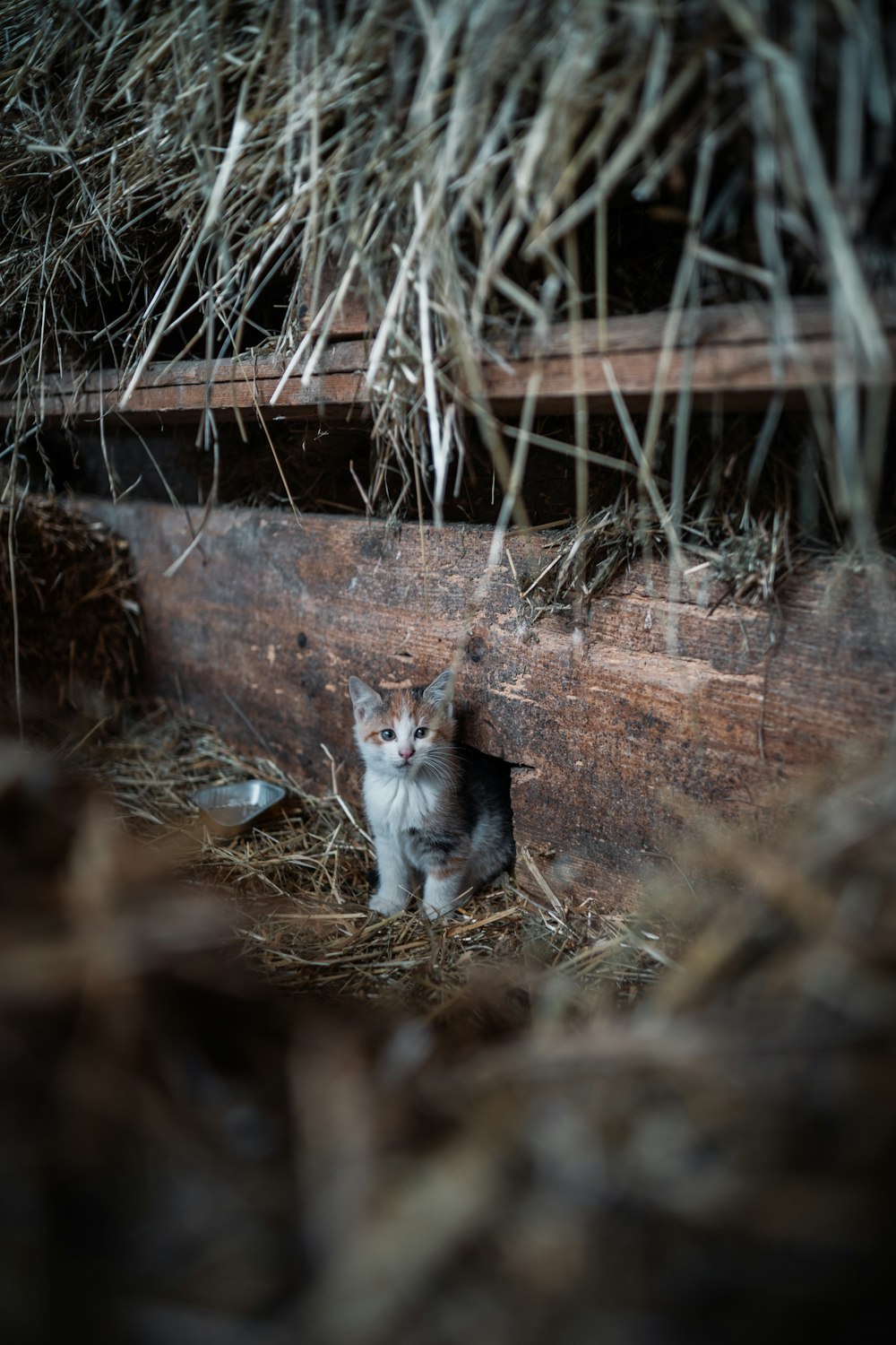 a cat is sitting in a pile of hay