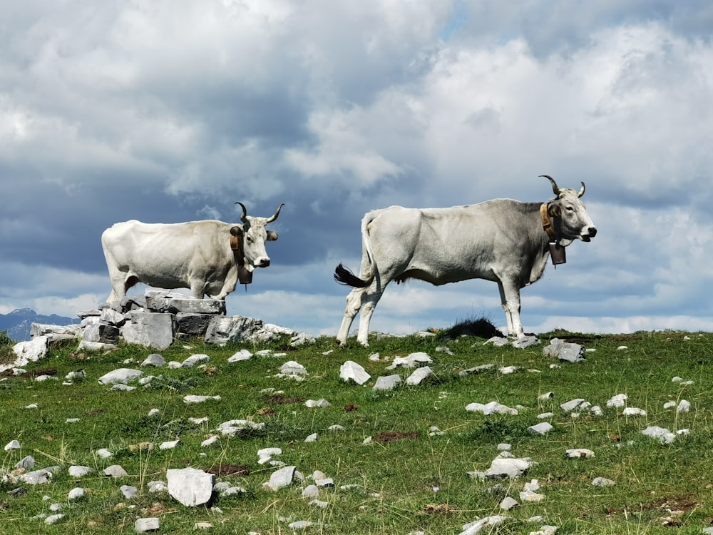 a couple of cows standing on top of a grass covered field