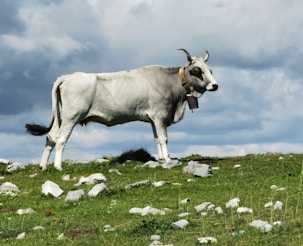 a white cow standing on top of a lush green field