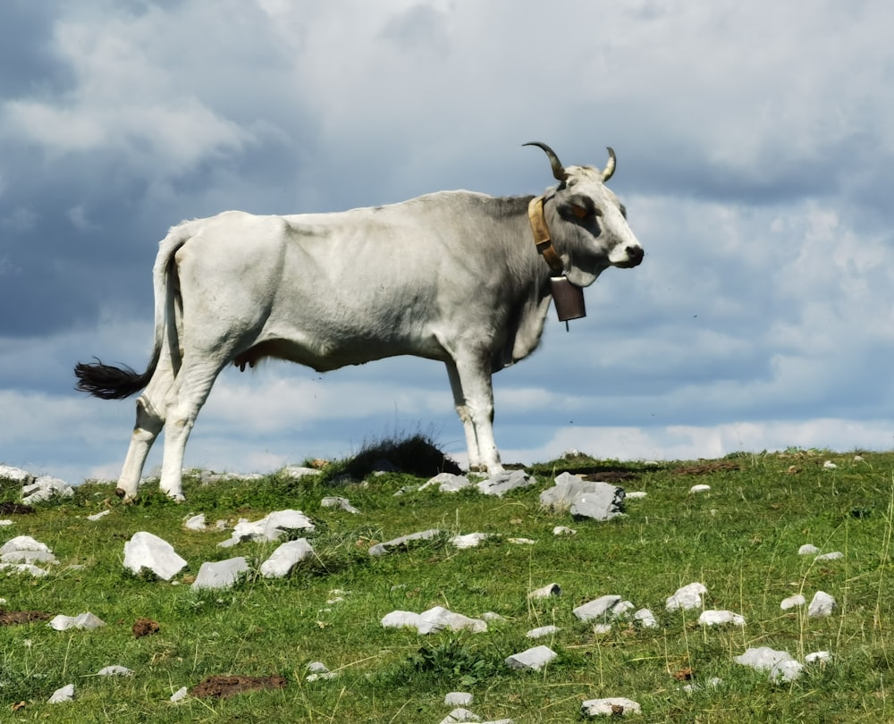 a white cow standing on top of a lush green field