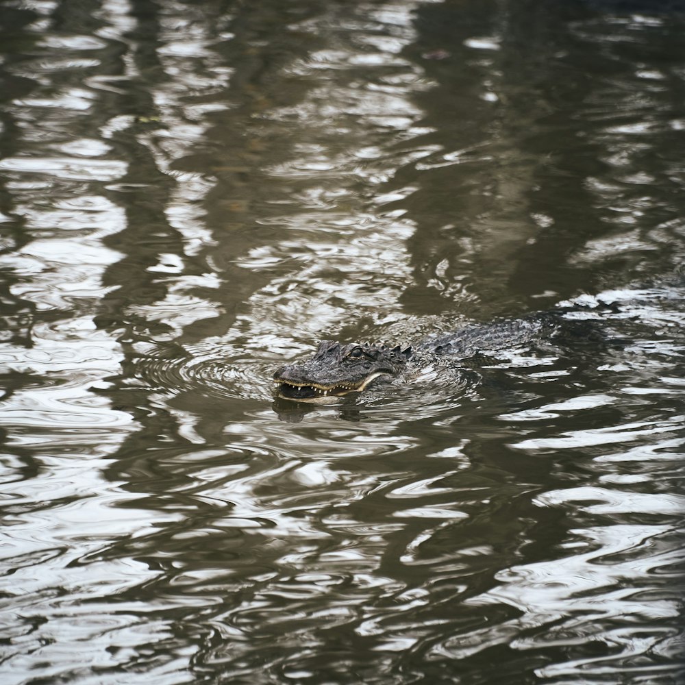 a large alligator swimming in a body of water