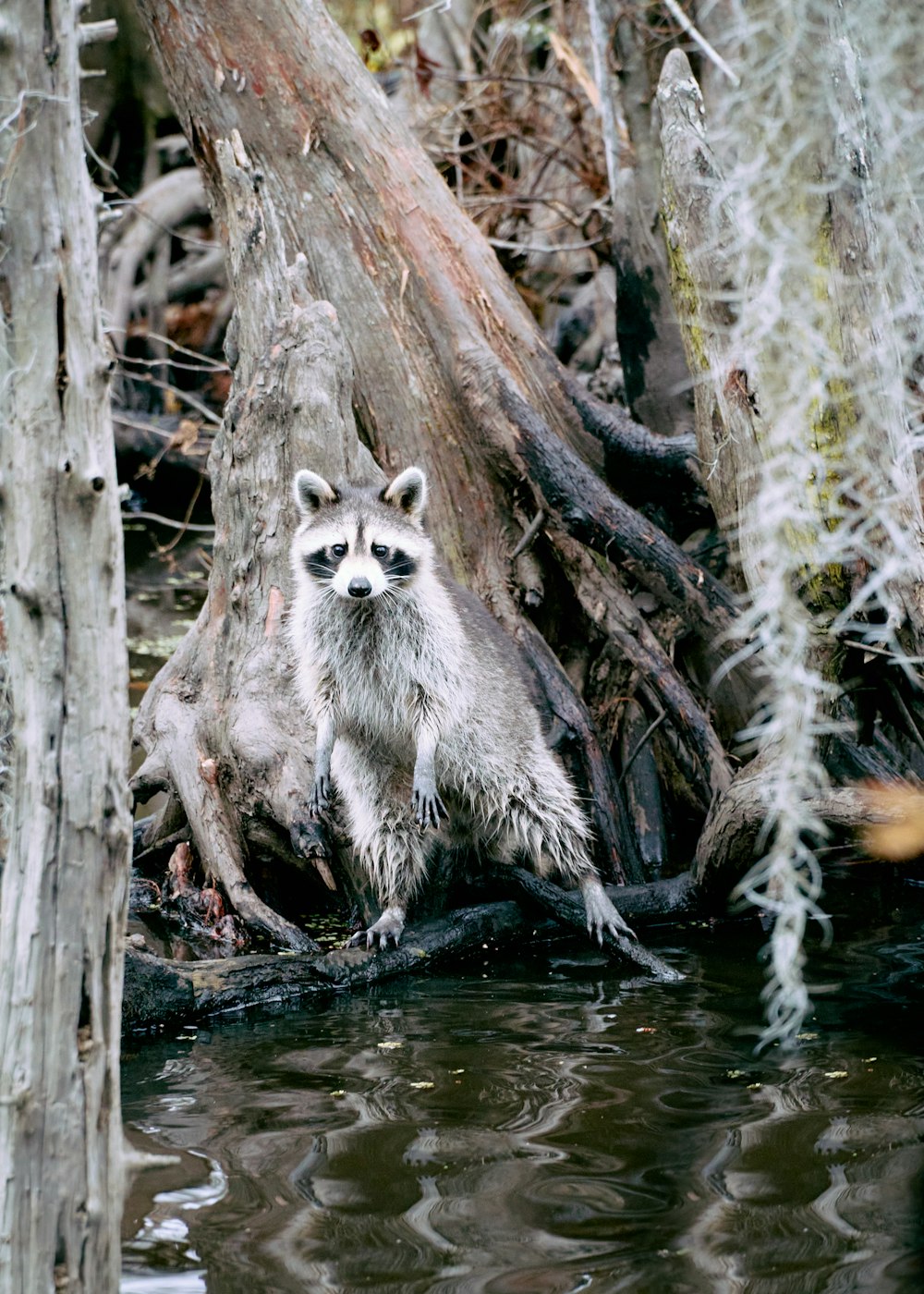 a raccoon standing on a tree branch in the water