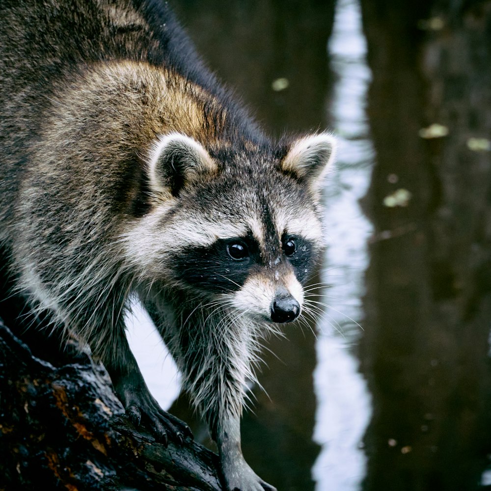 a raccoon standing on a tree branch in front of water