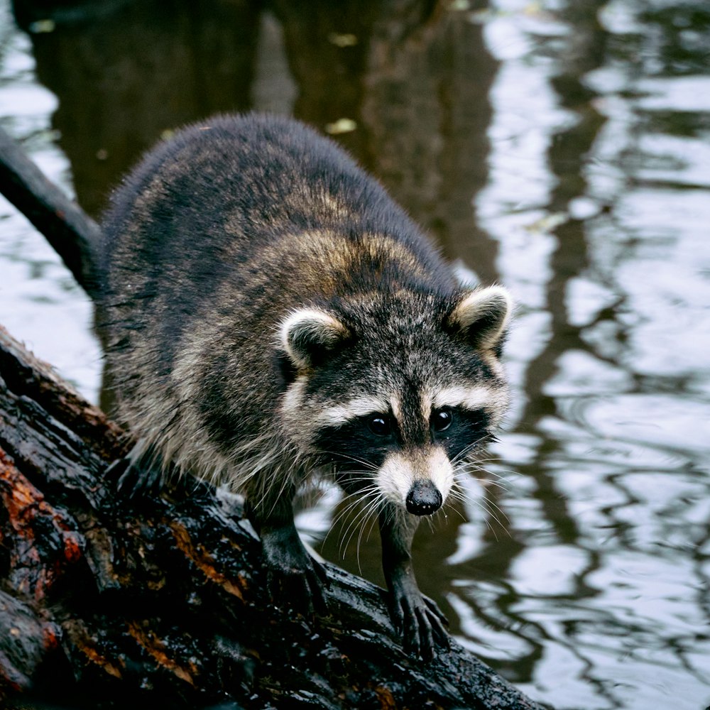 a raccoon standing on a log in the water