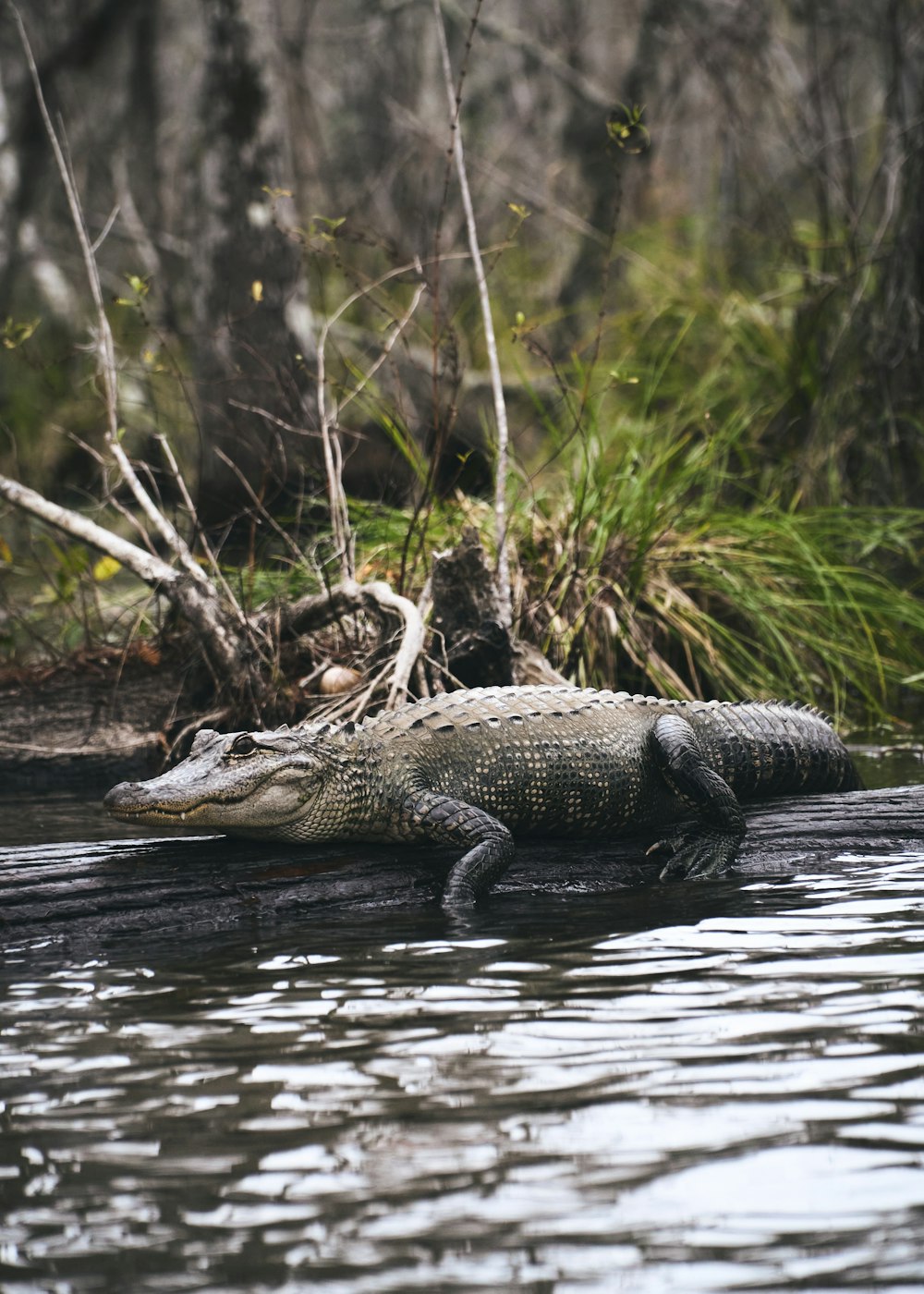 a large alligator laying on top of a body of water