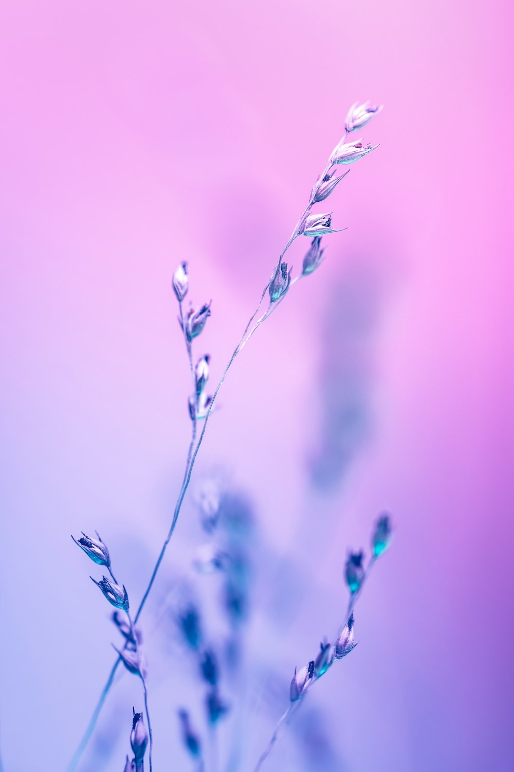 a close up of a plant with a blurry background