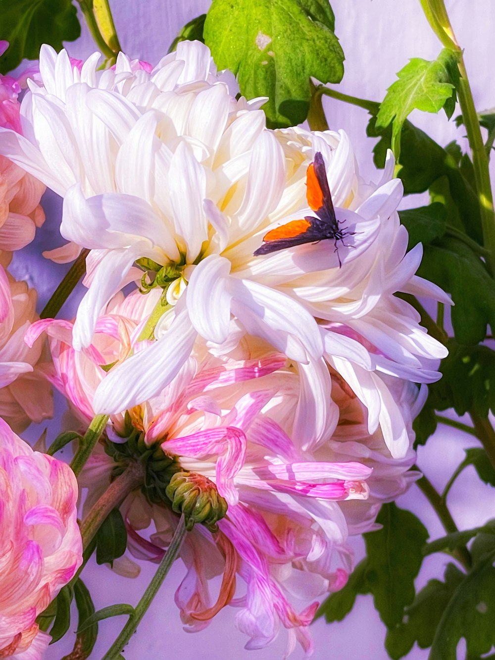 Ein Schmetterling sitzt auf einer weißen und rosa Blume