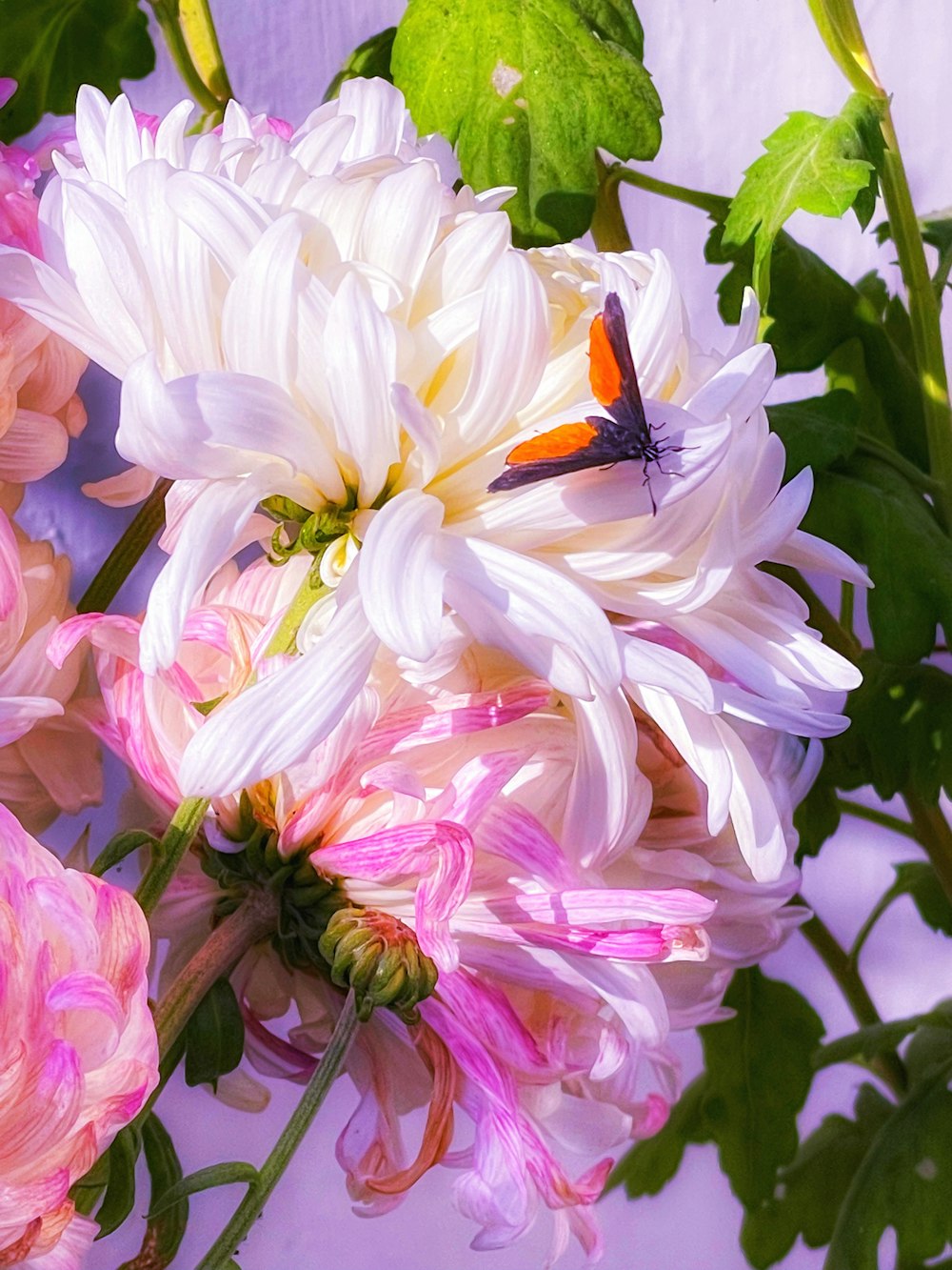 a butterfly sitting on top of a white and pink flower