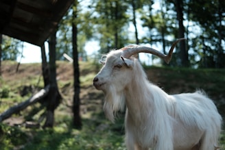 A white goat with long, curved horns stands in a wooded area. The goat's long fur and beard are gently illuminated by sunlight filtering through the trees. In the background, blurred trees and a soft-focus landscape create a serene, natural setting.
