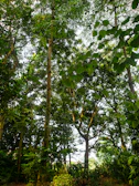 A lush tropical forest with sunlight filtering through dense green canopy