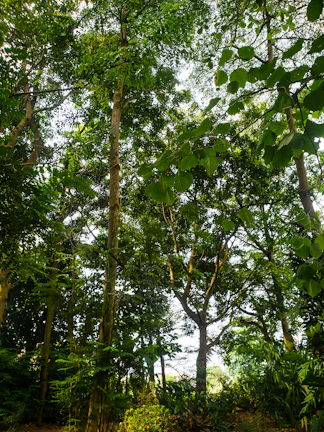 A lush tropical forest with sunlight filtering through dense green canopy