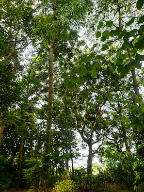 A lush tropical forest with sunlight filtering through dense green canopy