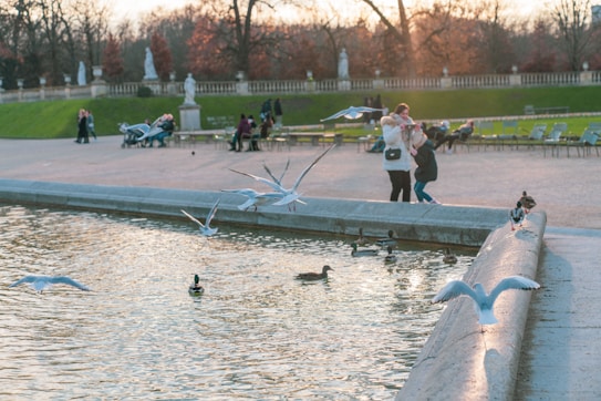A serene park setting featuring a pond with several ducks and seagulls either swimming or flying close to the water. In the background, people are enjoying a leisurely stroll or sitting on benches, enveloped by a soft glow from the setting sun. Statues and neatly trimmed hedges line the background, adding an elegant touch to the tranquil scene.