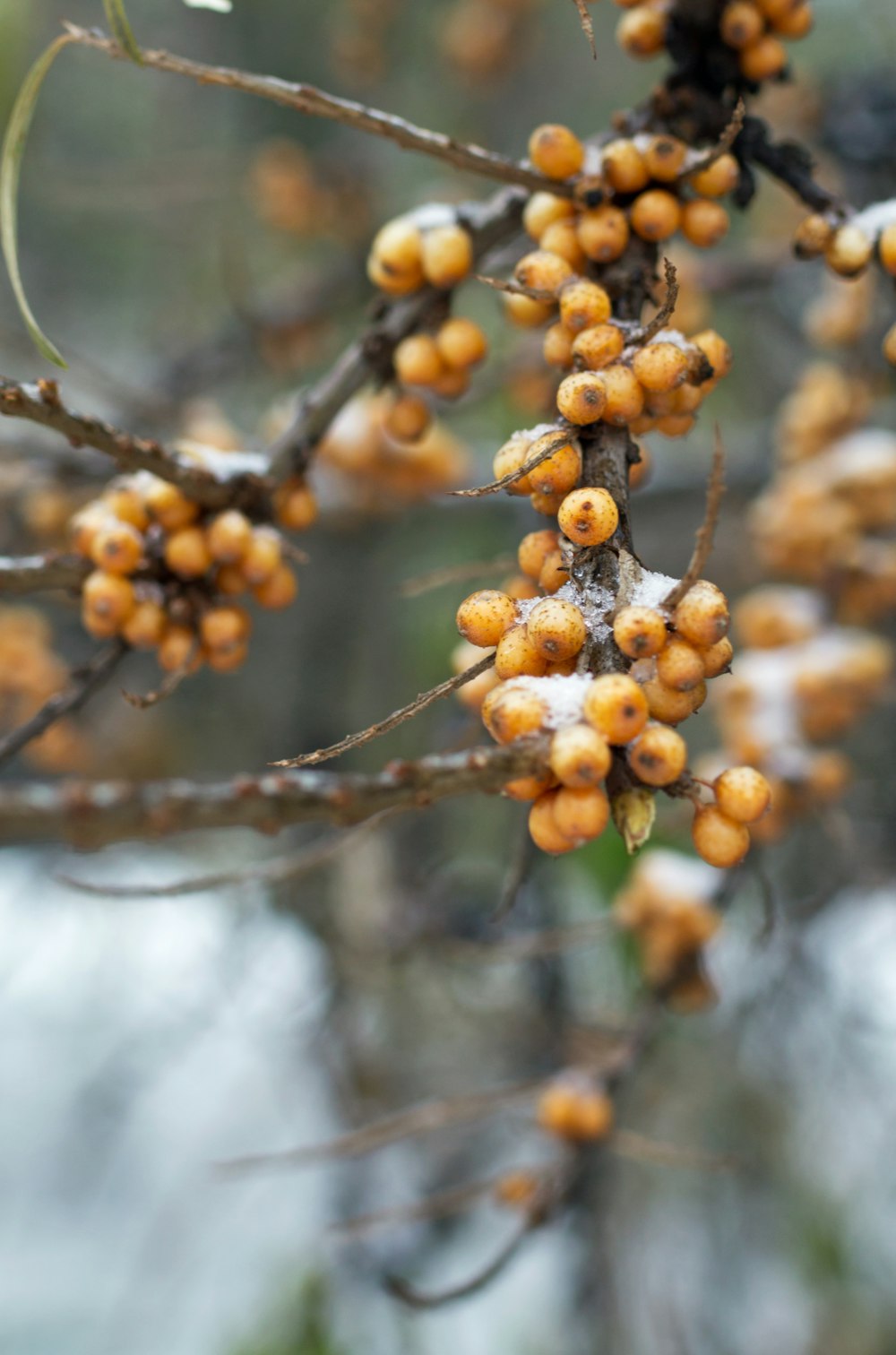 a close up of a bunch of berries on a tree
