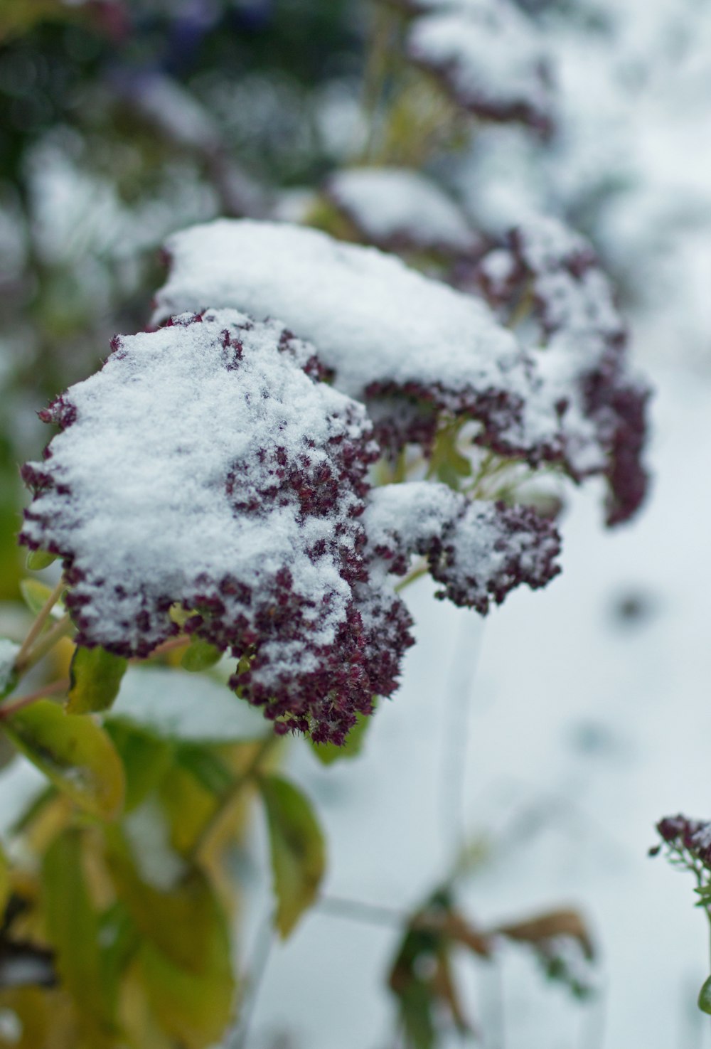 a close up of a plant with snow on it