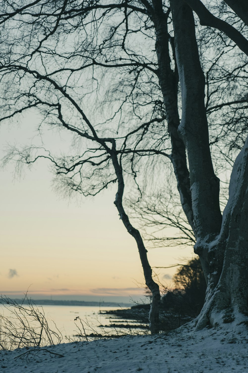 a couple of trees that are standing in the snow