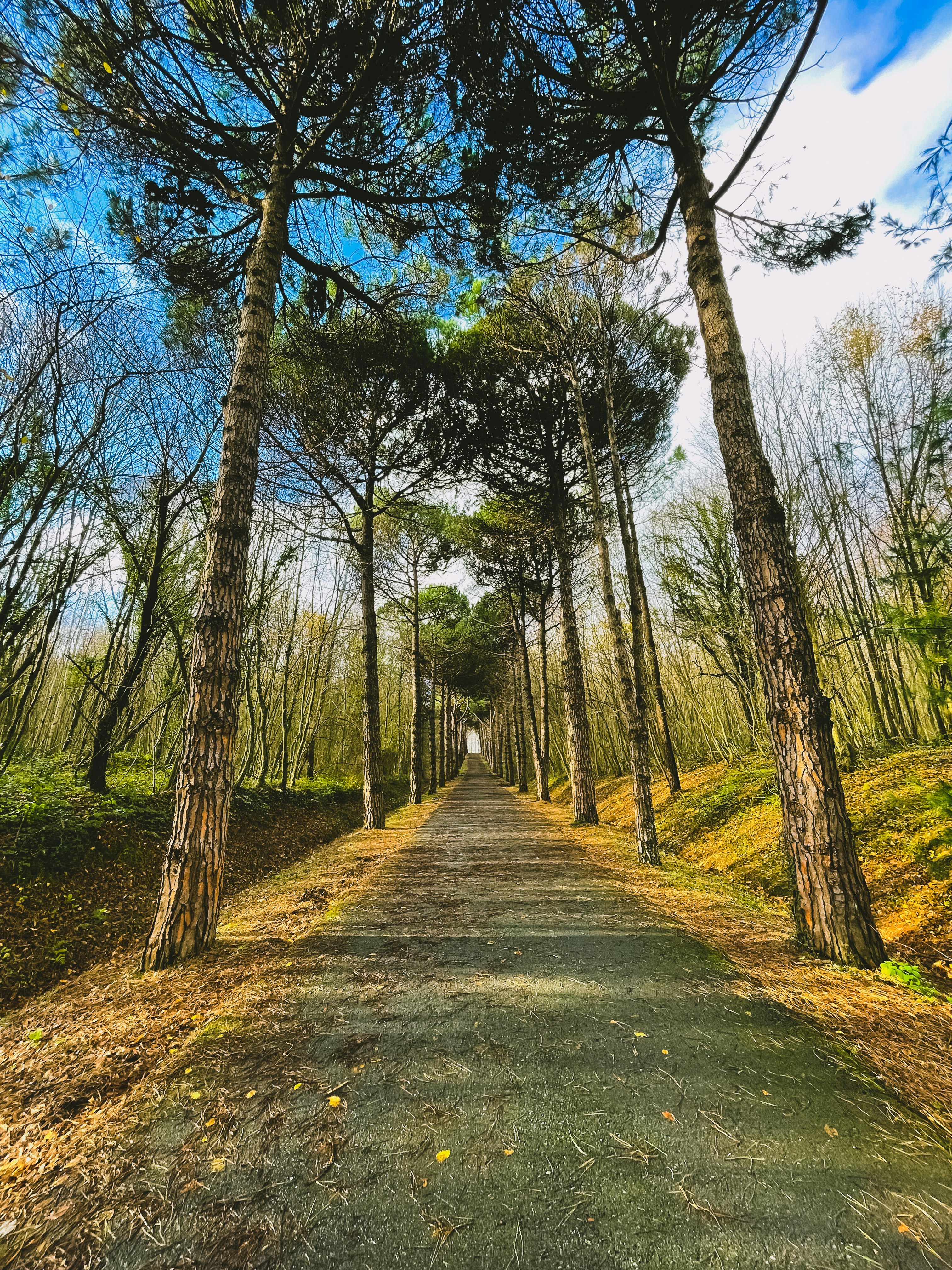a dirt road surrounded by tall pine trees