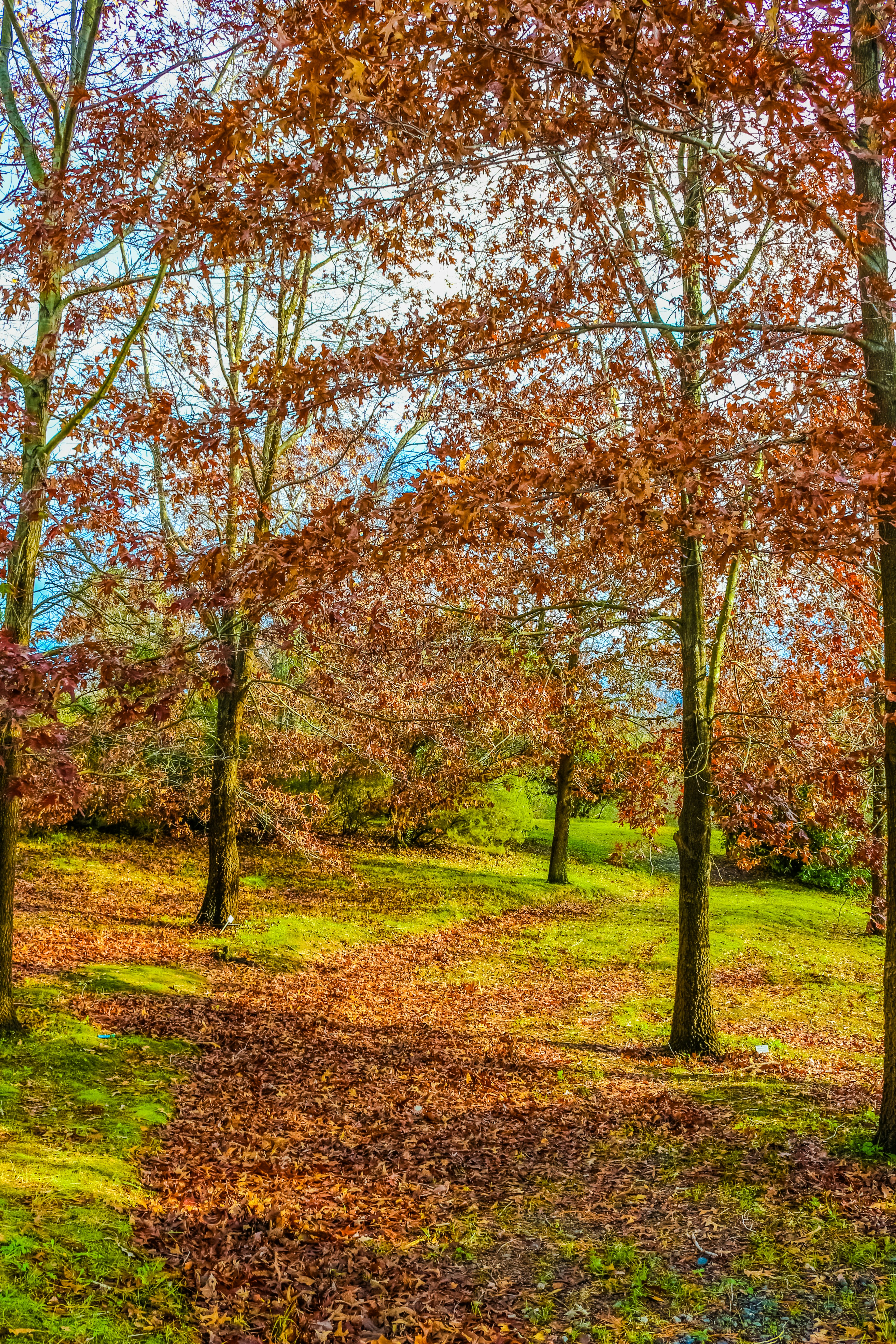 a group of trees that are in the grass