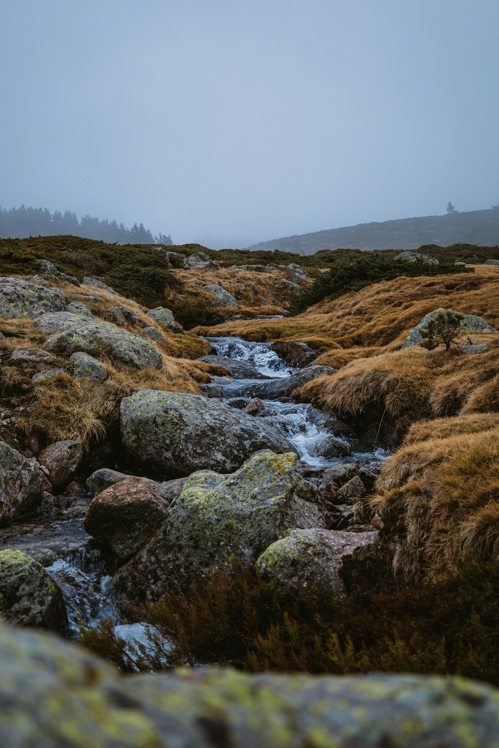 Una corriente de agua que corre a través de un exuberante campo verde