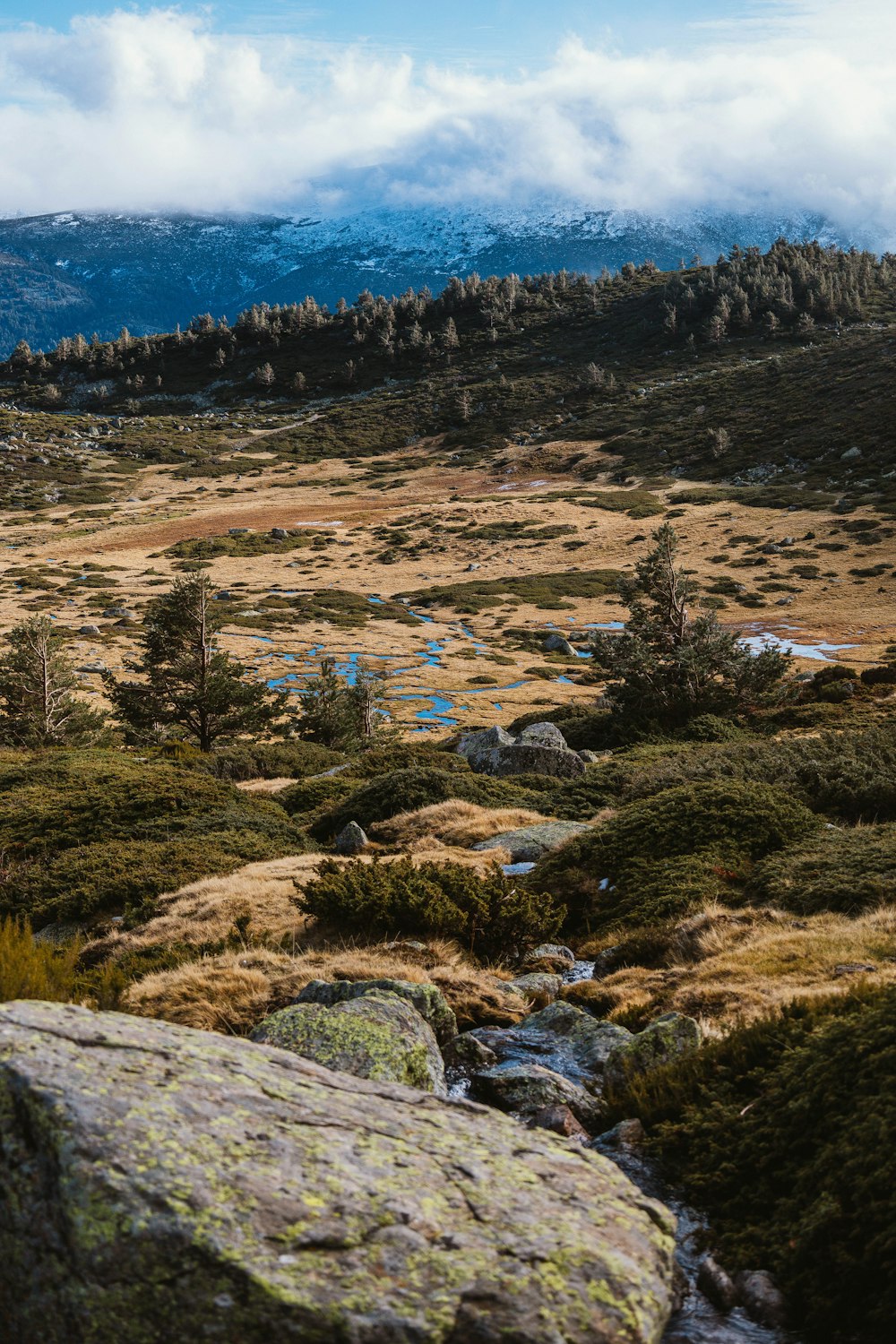 Blick auf ein grasbewachsenes Feld mit Bäumen und Bergen im Hintergrund