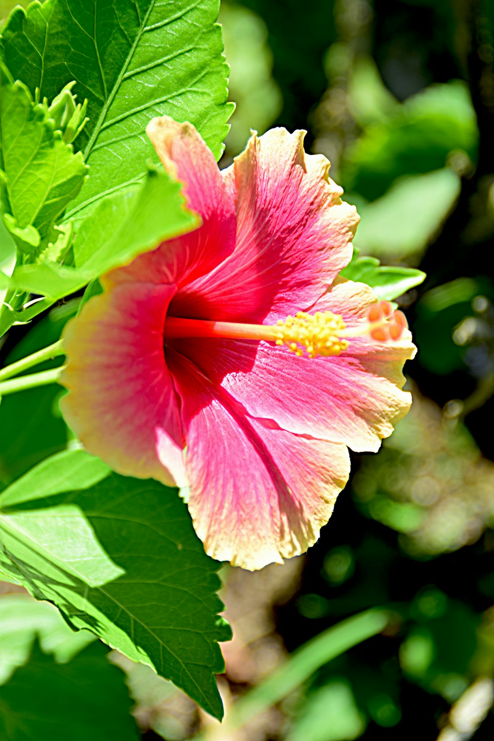 a pink flower with green leaves around it