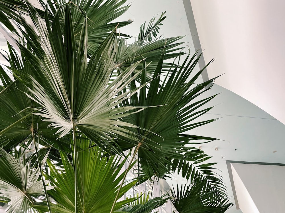 a palm tree in front of a building