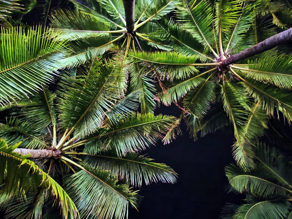 a view of a bunch of palm trees from above