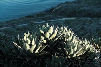 A cluster of spiky, green agave plants bathed in sunlight occupies the foreground, with a scenic coastal landscape in the background. The ocean is visible, adding a serene touch to the scene. The terrain appears rugged, with a combination of greenery and rocky patches.