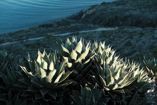 A cluster of spiky, green agave plants bathed in sunlight occupies the foreground, with a scenic coastal landscape in the background. The ocean is visible, adding a serene touch to the scene. The terrain appears rugged, with a combination of greenery and rocky patches.