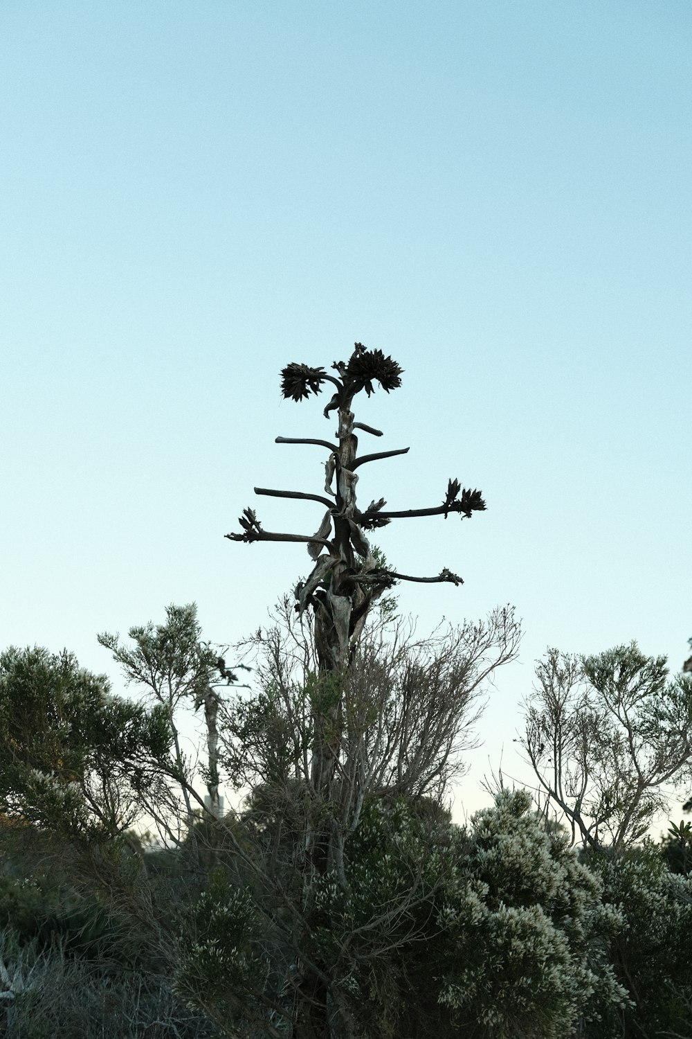 a tall tree with a bunch of branches on top of it