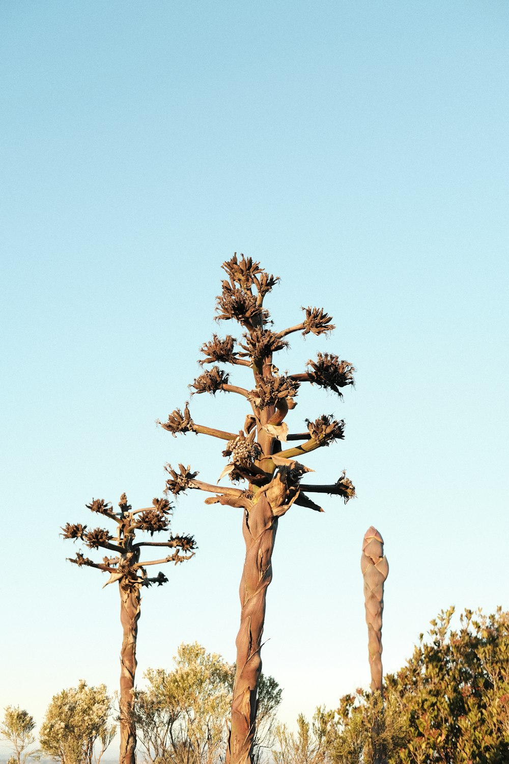 a group of tall trees standing next to each other