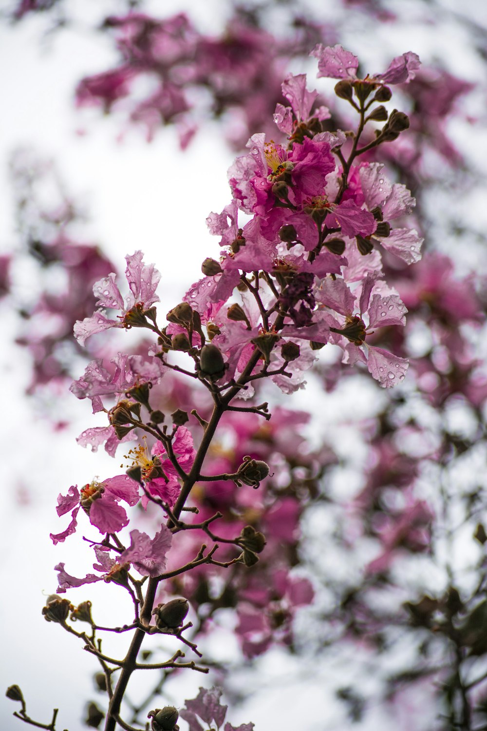 Những bông hoa màu hồng trên cành cây rất đẹp và lãng mạn. Chúng thể hiện sự tươi mới và sự sống đầy hy vọng. Hãy xem hình ảnh này để tận hưởng thêm cảm giác thần tiên và phấn khích.