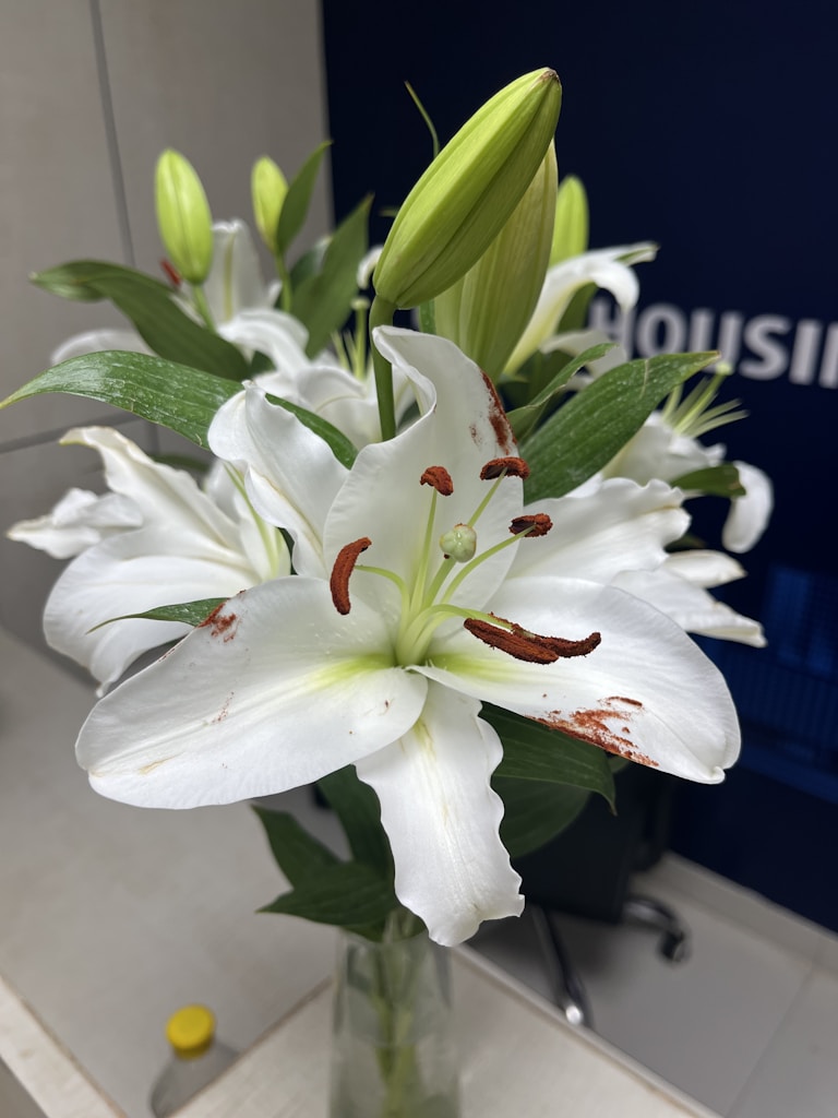 Fresh-Cut Lilies