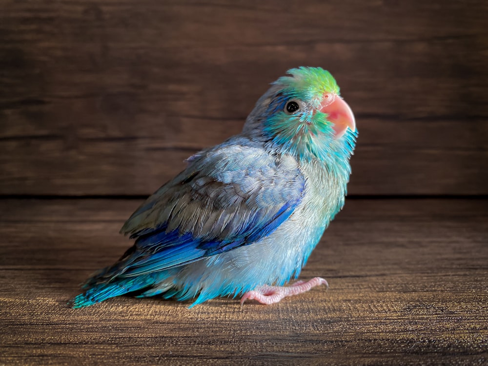 a colorful bird sitting on top of a wooden table